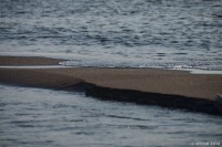 /album/%e7%a7%8b/%e7%a7%8b%e3%81%ae%e6%83%85%e6%99%af%e3%80%80%ef%bd%9e%e7%be%bd%e3%80%81%e9%a2%a8%e3%81%ab%e8%88%9e%e3%81%84%e3%81%a6%ef%bd%9e-%282%29-jpg/